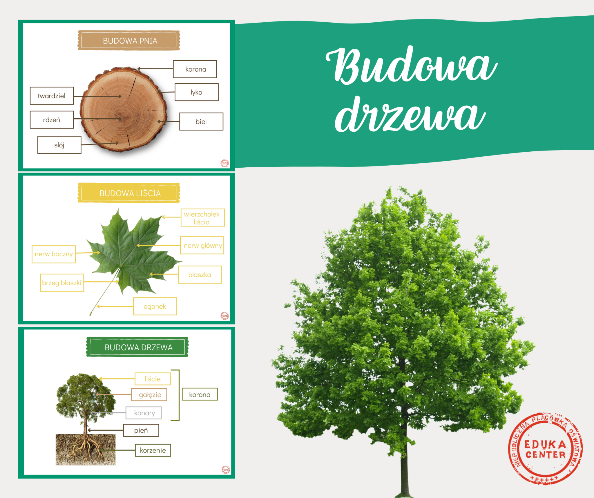 Pobierz Darmowy Pakiet Budowa Drzewa Platforma E learningowa EDUKA CENTER